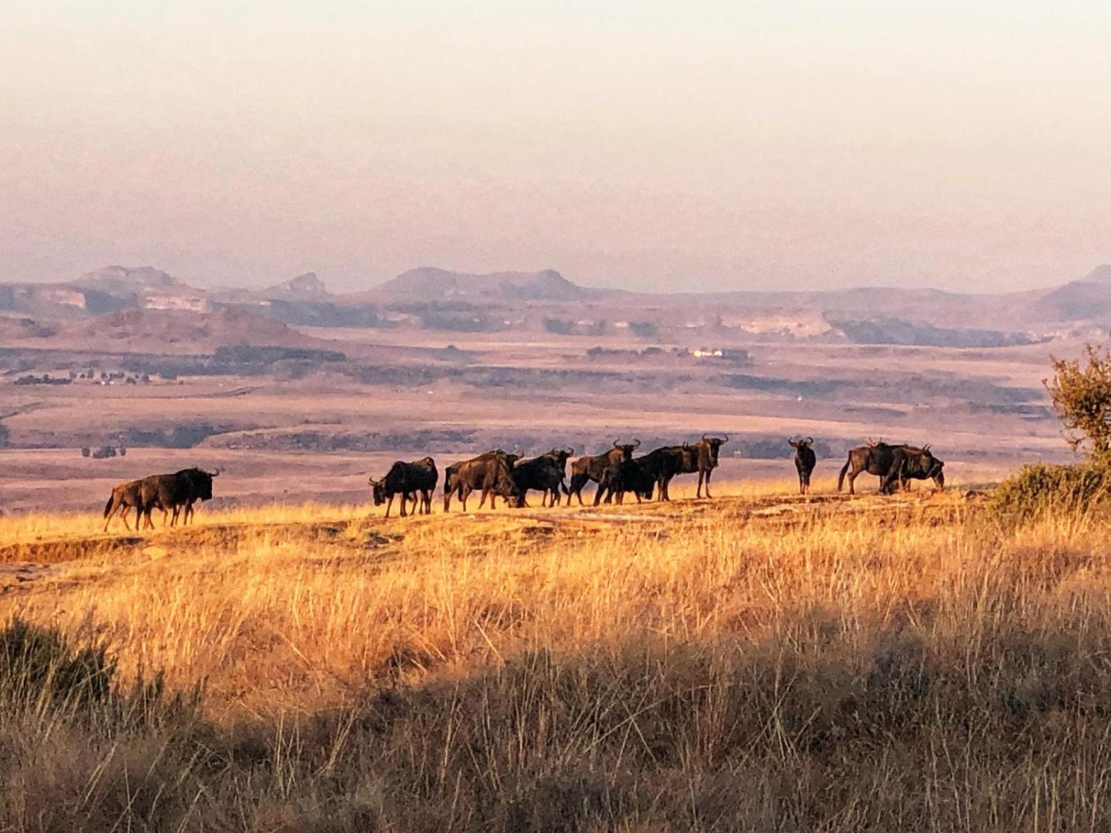 פורייסבורג Uitzicht Private Nature Reserve And Lodge מראה חיצוני תמונה